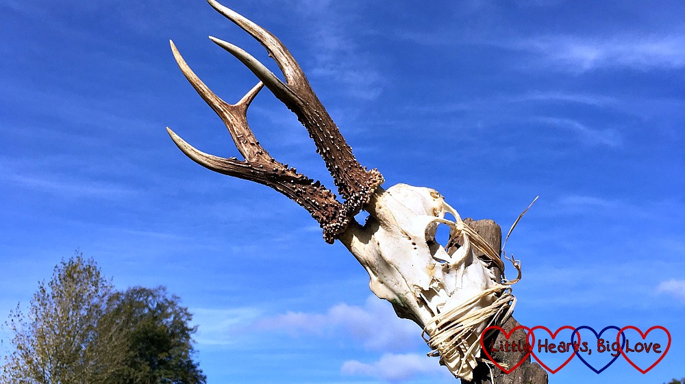 A roe deer skull tied to a post with a beautiful blue sky behind it