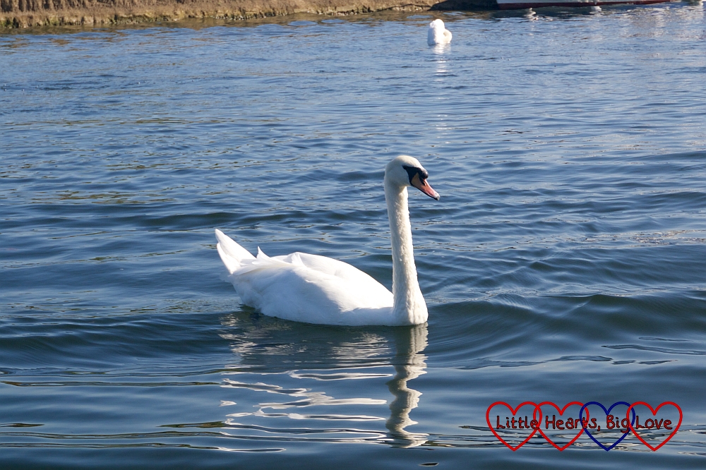 A swan on the River Thames