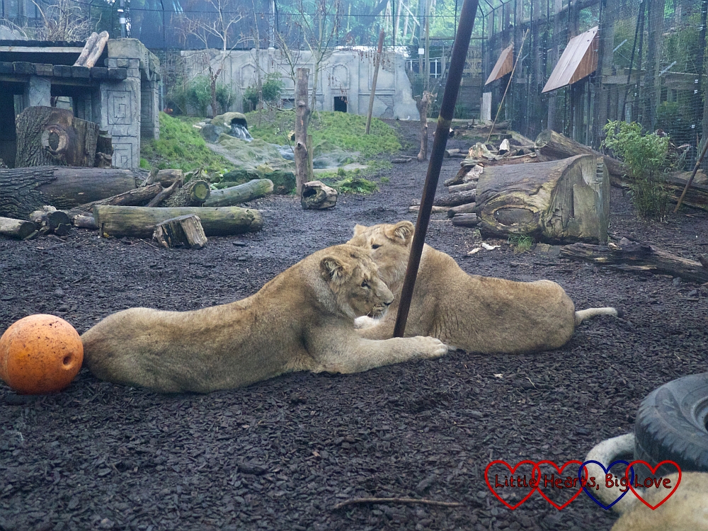 Two lion cubs relaxing