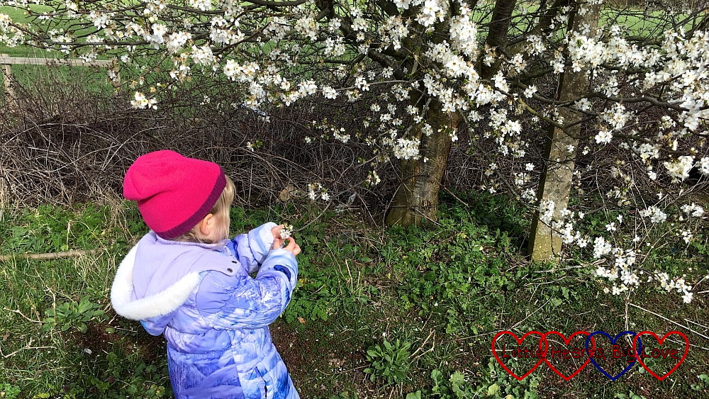 Sophie investigating the blossom on a tree