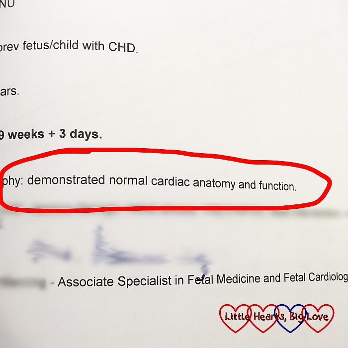Peanut's heart scan report with the words "demonstrated normal cardiac anatomy and function" circled