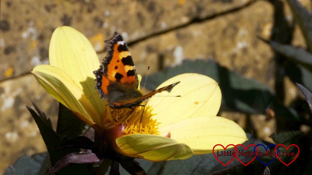 A butterfly sitting on a yellow flower