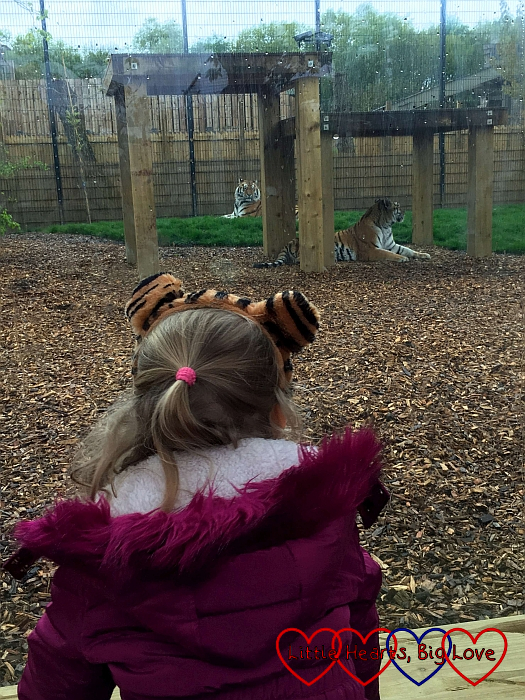 Sophie looking at the tigers in the tiger enclosure