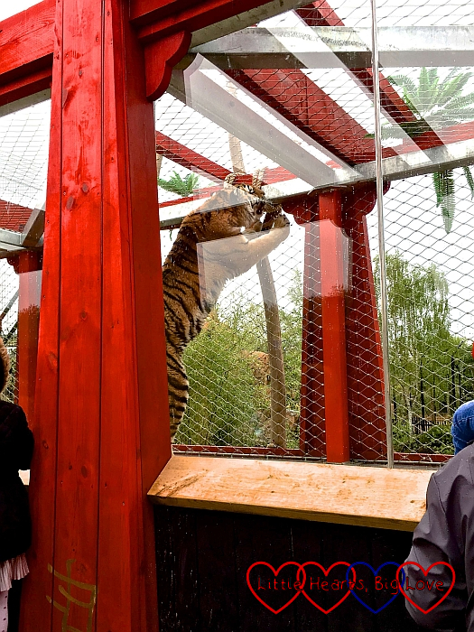 One of the Amur tigers reaching up to play with some rope