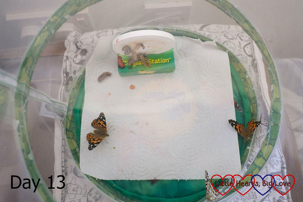 Butterflies inside the habitat on day 13