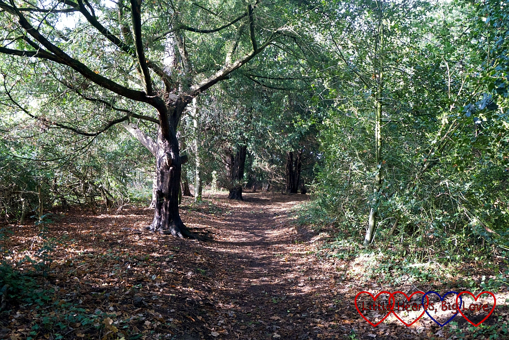 The woods at Denham Country Park