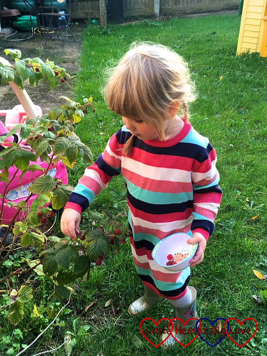Sophie picking raspberries from our raspberry bush