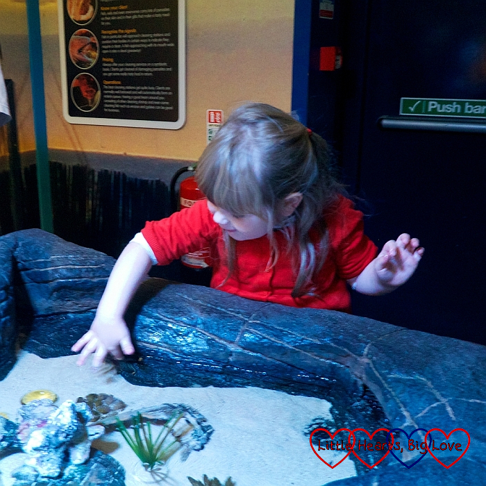 Sophie stroking a starfish in the Sealife Centre
