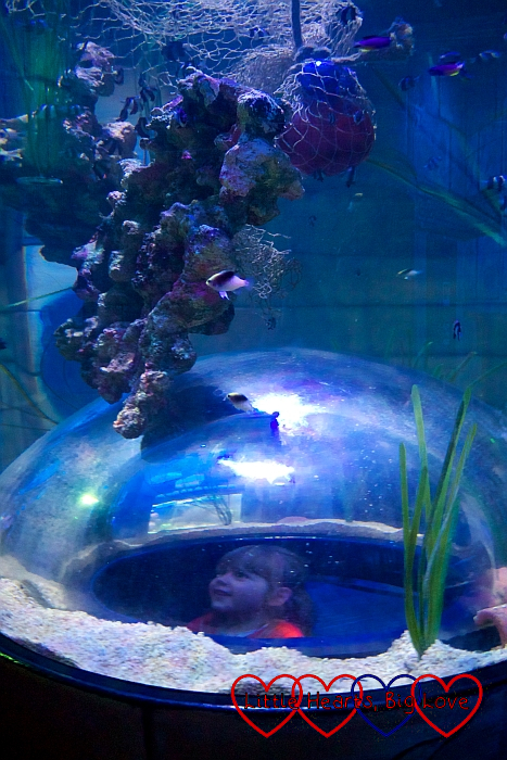 Sophie inside a bubble looking in one of the aquariums
