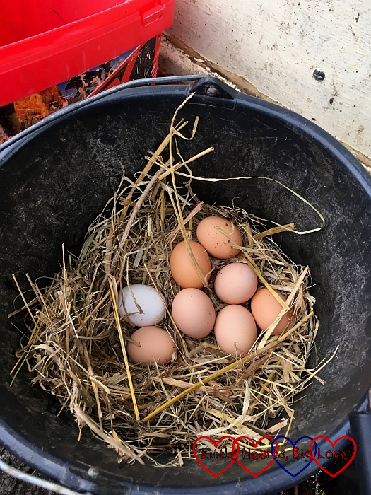A bucket with eggs inside