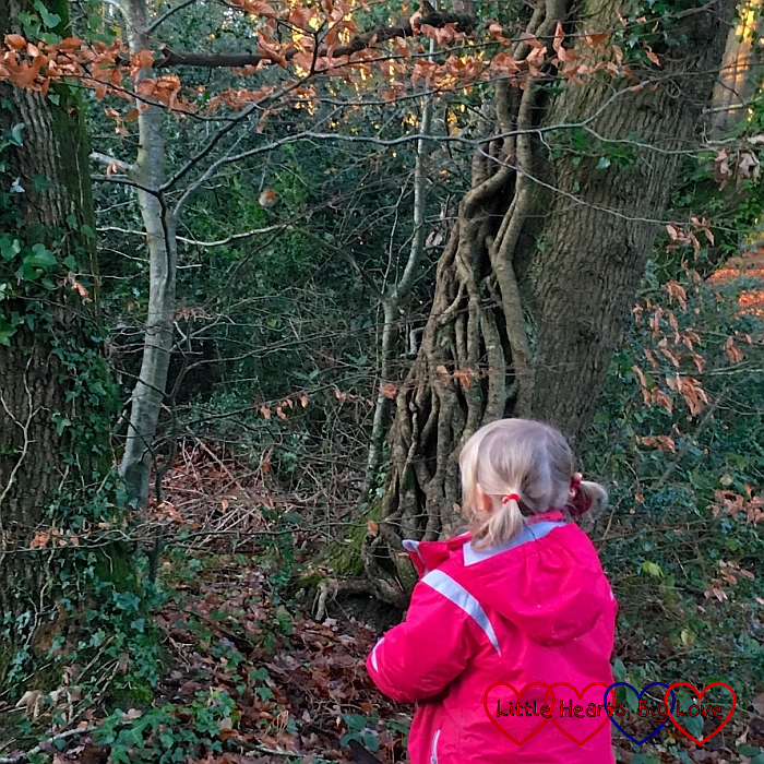 Sophie looking at a robin in the trees