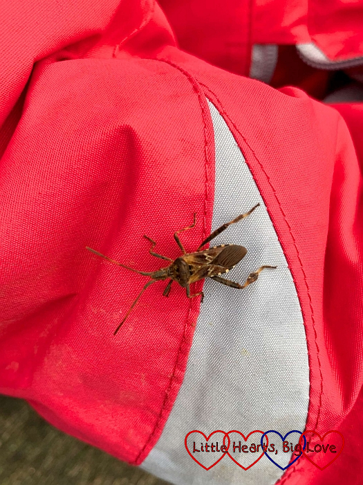 A Western Conifer seed bug on Sophie’s jacket
