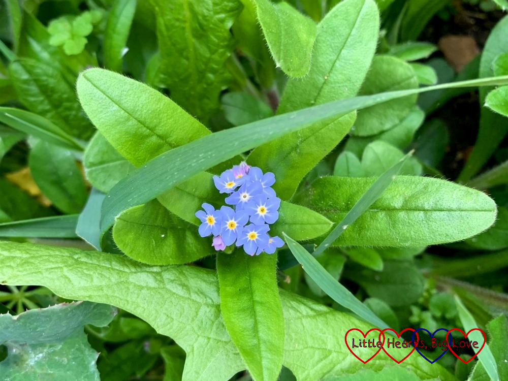 A patch of forget-me-nots in the garden