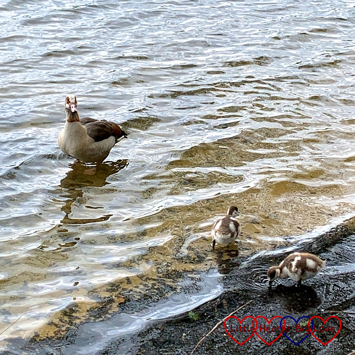 An Egyptian goose and goslings