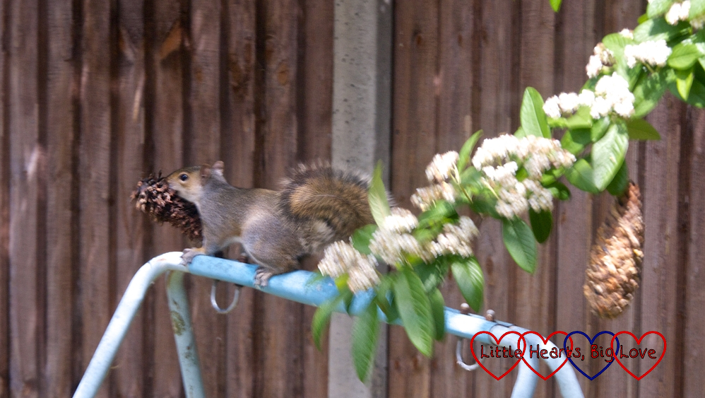A squirrel with a pine cone bird feeder in its mouth