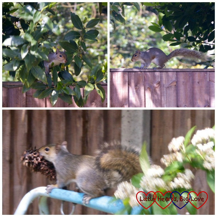 A squirrel in a tree; a squirrel running along the top of the fence; a squirrel with a pine cone bird feeder in its mouth