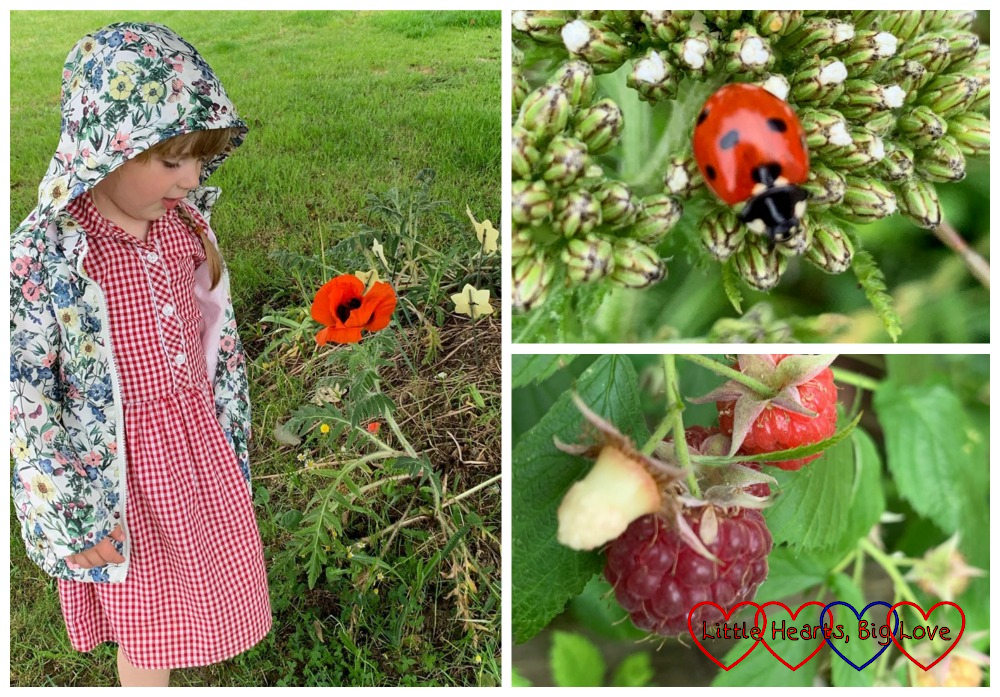Sophie looking at a poppy; a ladybird on a leaf; red raspberries