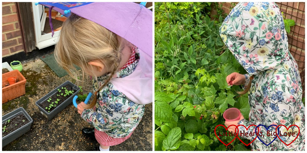 Sophie holding an umbrella and looking at her salad seedlings; Sophie picking raspberries