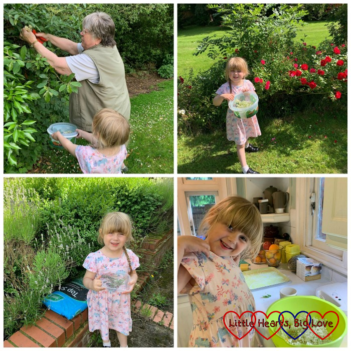 Sophie helping Grandma pick elderflowers; Sophie with her bucket of elderflowers; Sophie with a container with lavender stalks; Sophie helping make elderflower cordial