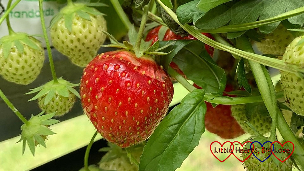 A ripe strawberry ready for picking