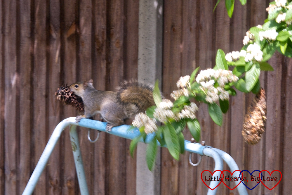 A squirrel with a pine cone bird feeder in its mouth