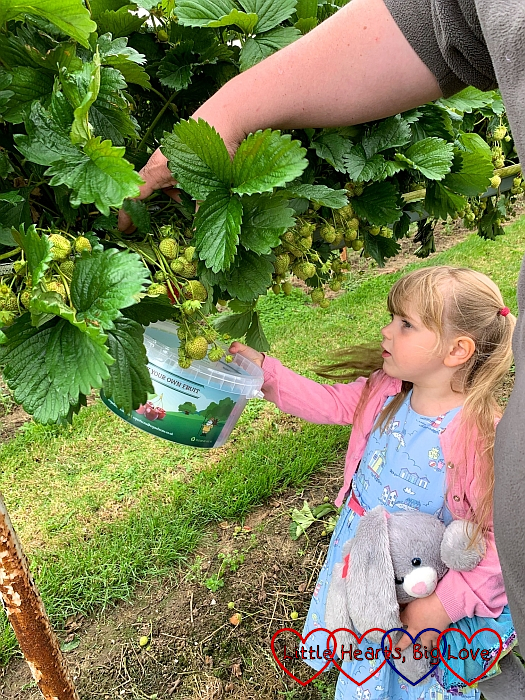 Sophie picking strawberries