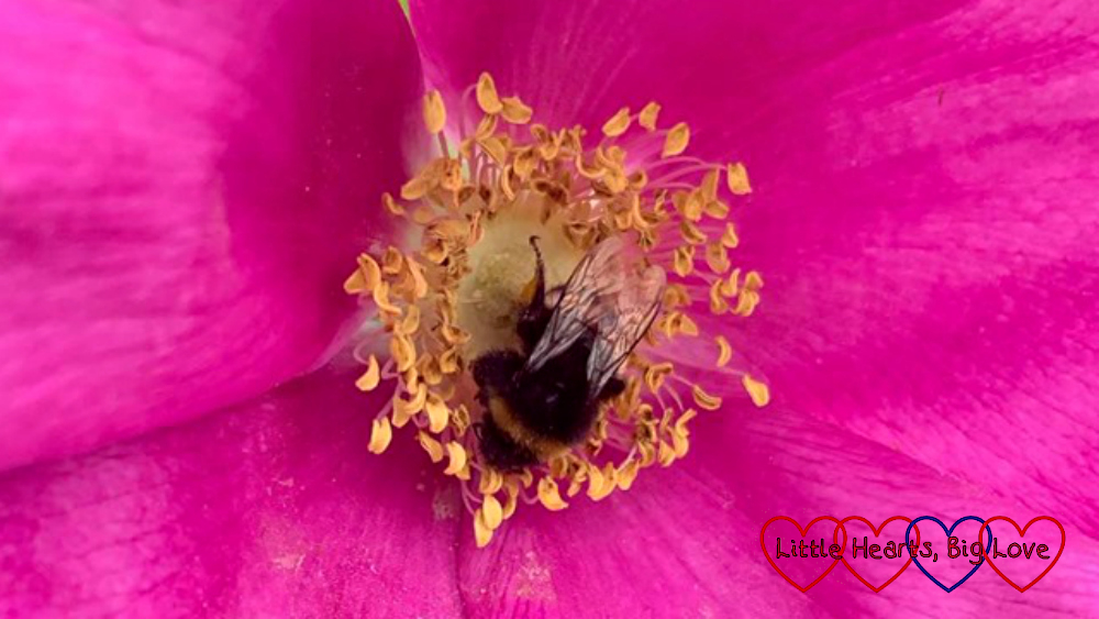 A bee in the middle of a dog rose