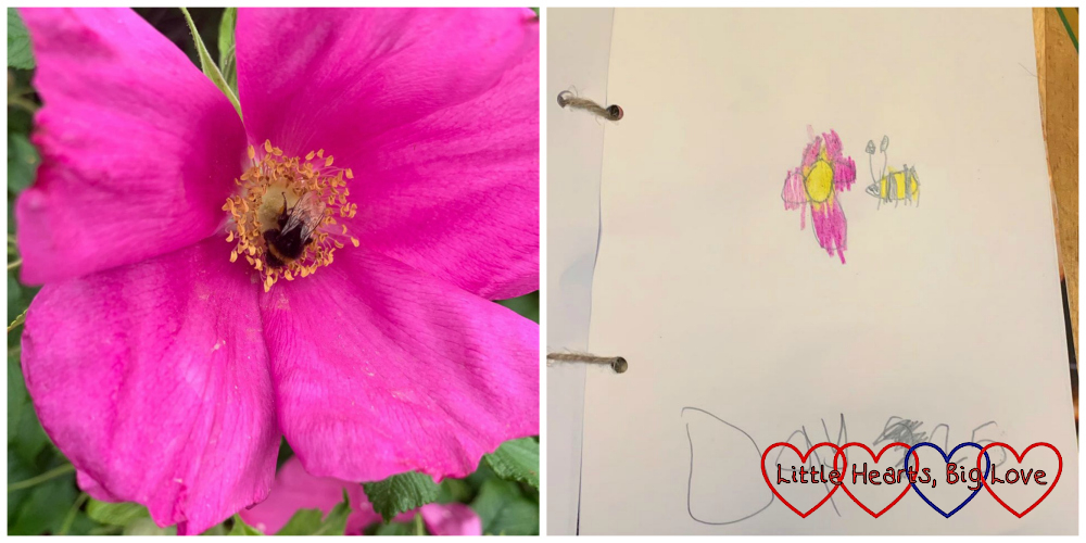 A bee on a dog rose; Sophie's drawing of the bee and the dog rose in her nature journal