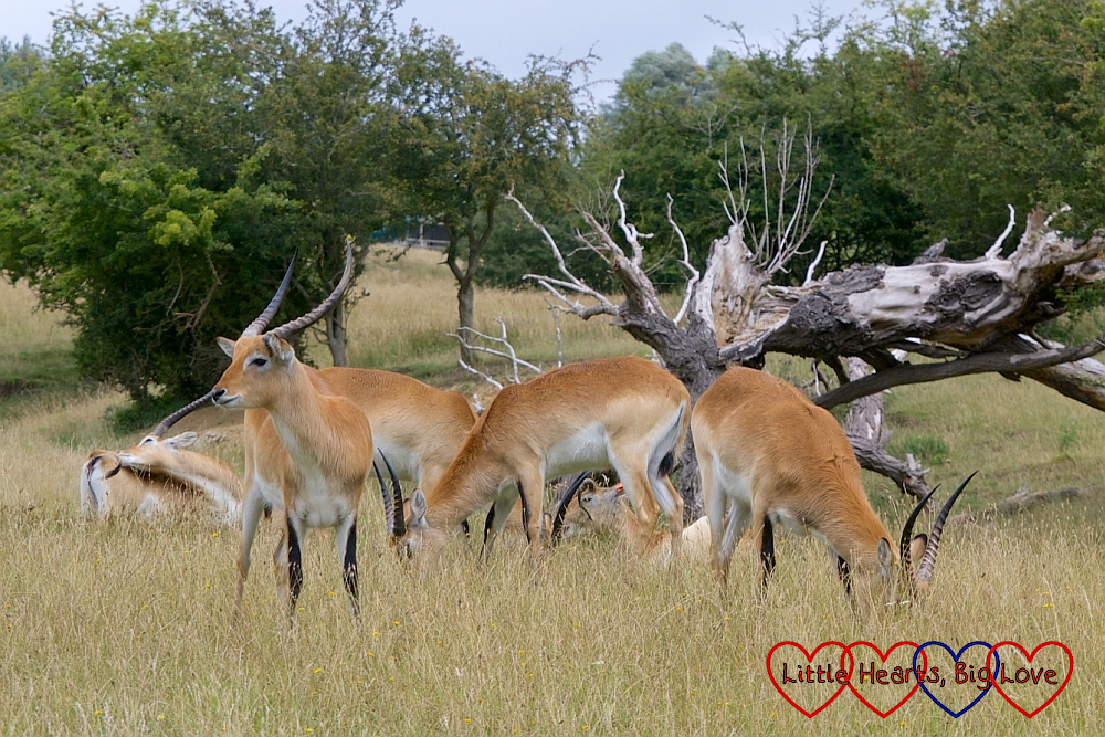 A herd of Red Lechwe