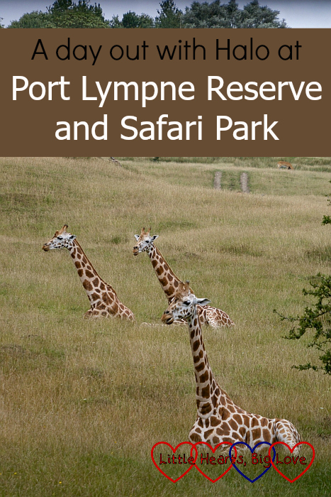 Three giraffe sitting in the long grass - "A day out with Halo at Port Lympne Reserve and Safari Park"