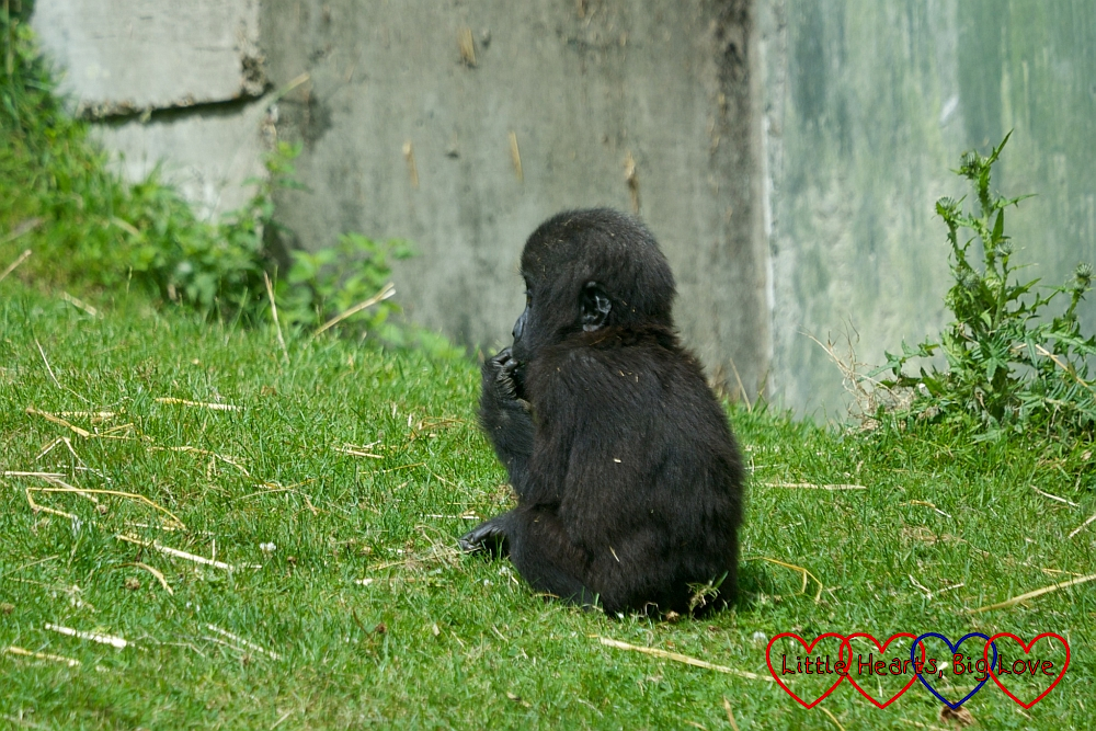 A baby gorilla at Port Lympne
