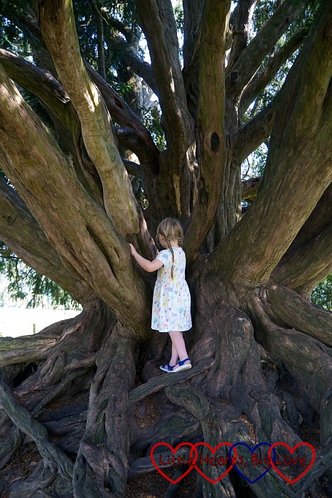 Sophie climbing a yew tree