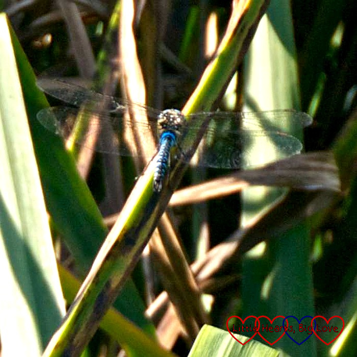 A beautiful blue dragonfly
