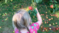 Sophie picking red apples from a tree