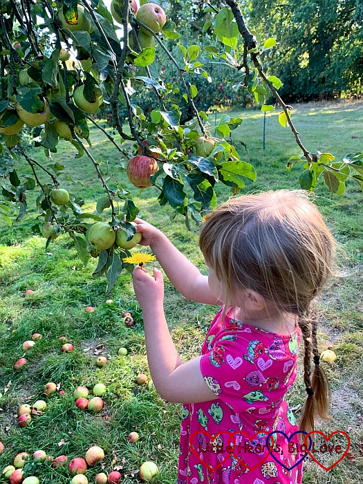 Sophie picking red apples from a tree
