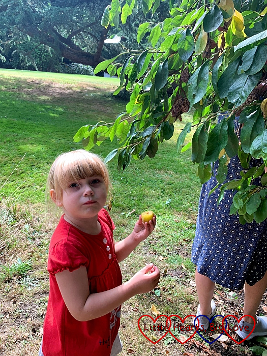 Sophie eating Victoria plums from the tree