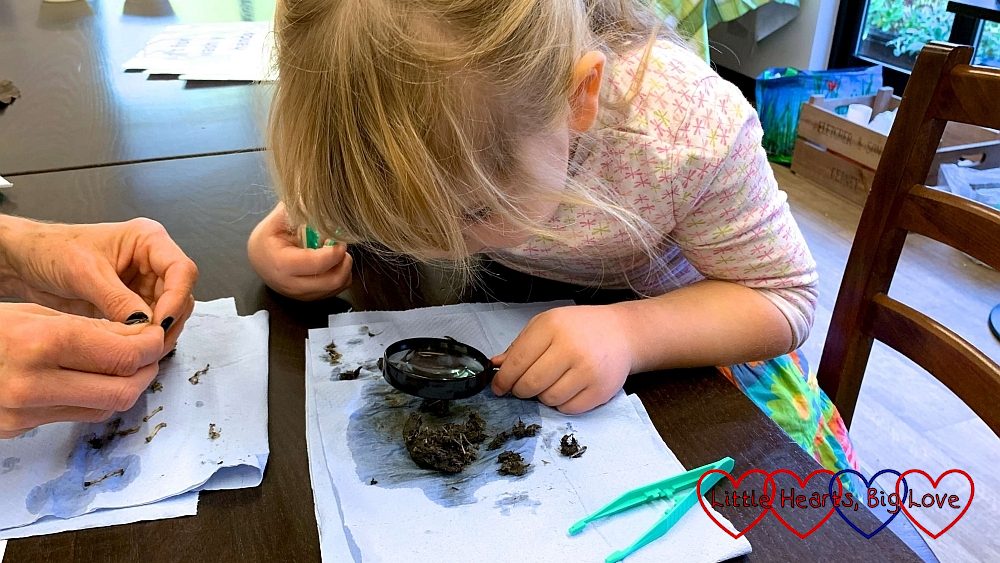Sophie looking closely at an owl pellet through a magnifying glass