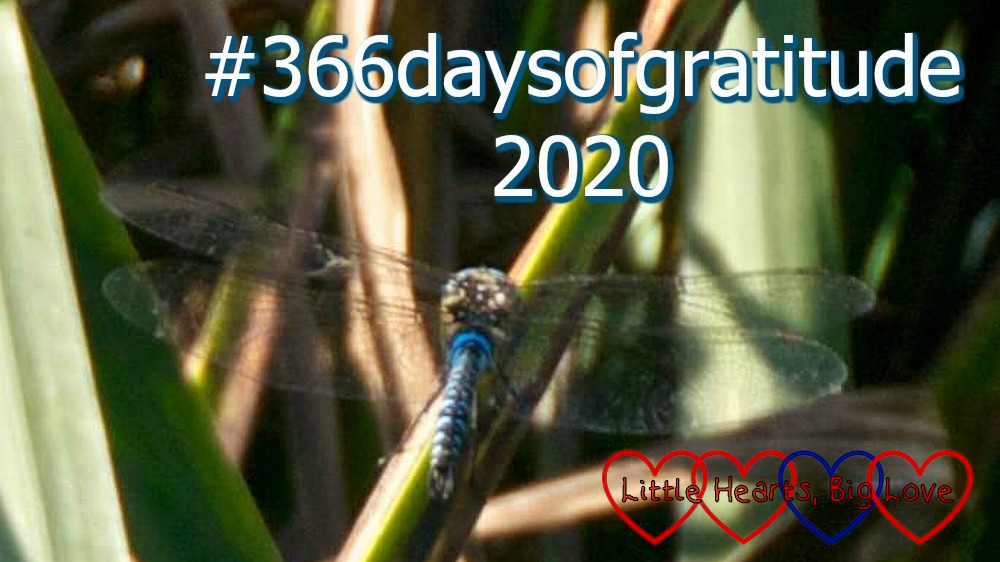 A picture of a blue dragonfly on a reed with the text "#366daysofgratitude 2020"