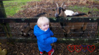 Thomas with a couple of the goats at Coombe Mill