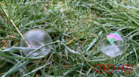 One frozen bubble and one partially frozen bubble on the grass