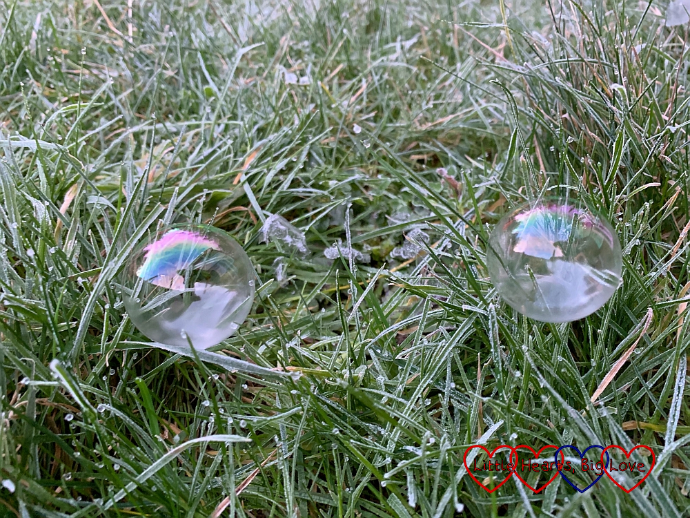 Two bubbles starting to freeze on the frosty grass