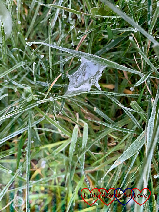 Frozen bubble goo on the frosty grass