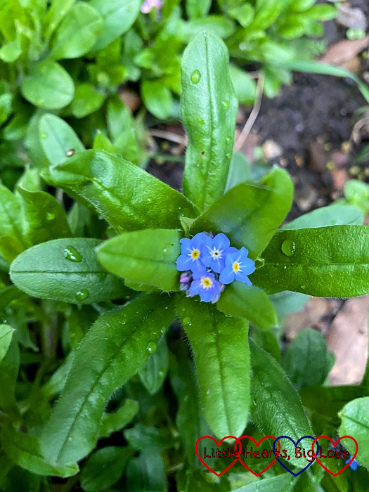 Forget-me-nots in the garden