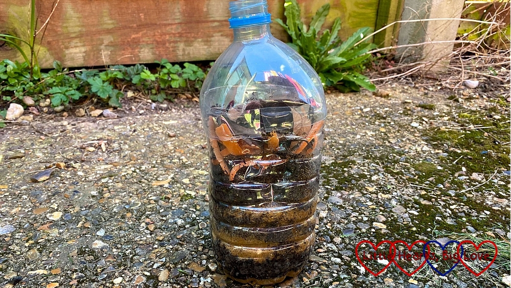 A wormery made from a plastic bottle with alternating layers of sharp sand and compost inside