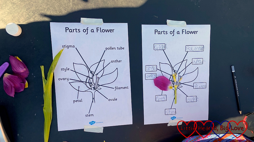 Two sheets on a tuff tray – one showing the parts of a flower, the other with flower parts stuck on and the names of each part written on