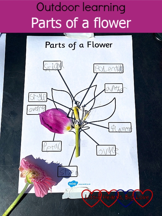 Sophie’s labelled sheet with flower parts stuck on – “Outdoor learning – parts of a flower”