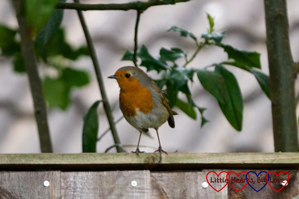 A robin on the garden fence