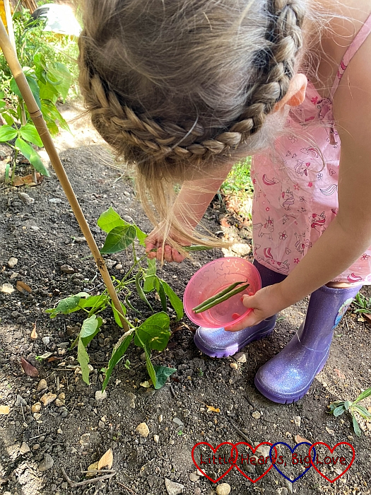 Sophie harvesting dwarf beans in the garden