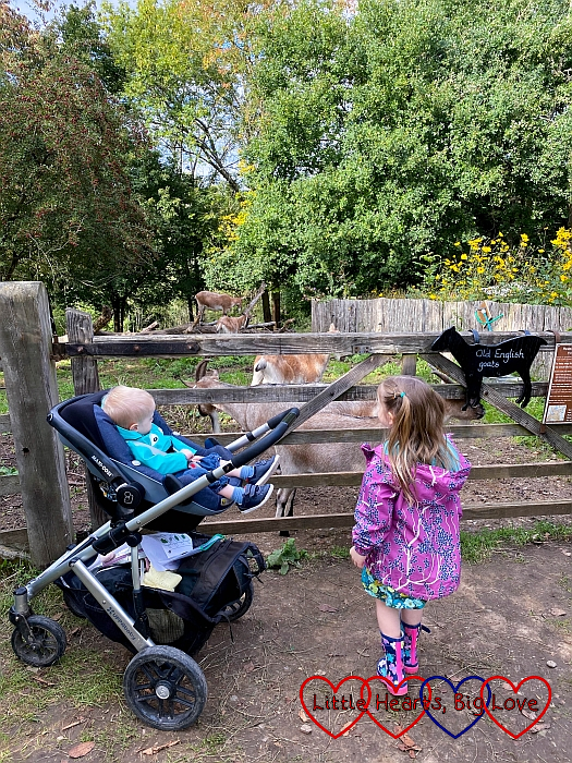 Thomas in the buggy and Sophie standing by a gate looking at the goats at Chiltern Open Air Museum