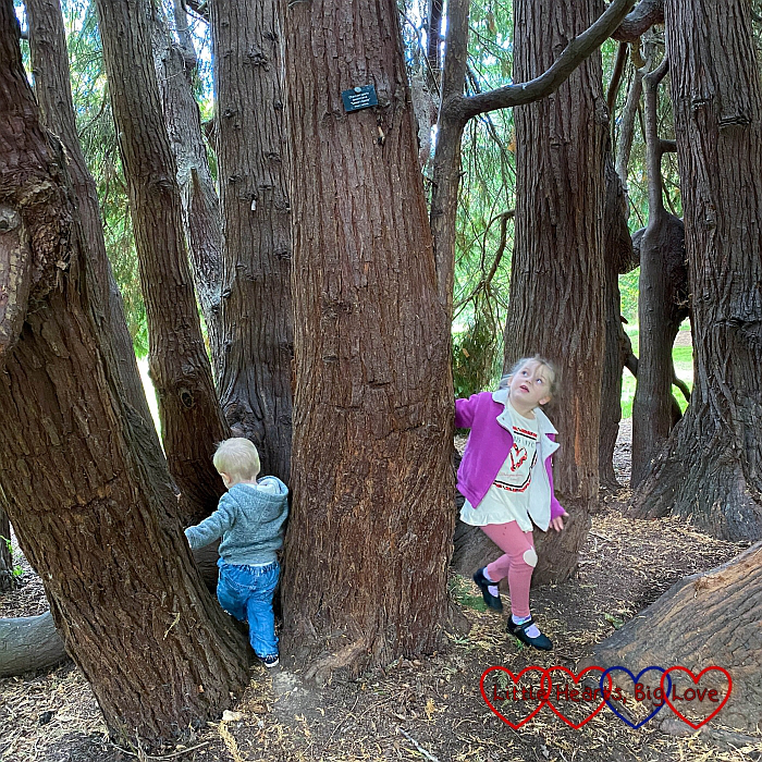 Sophie and Thomas playing hide n seek in amongst the cypress trees